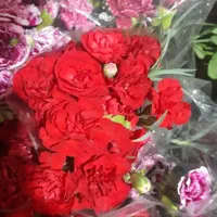 گل داودی ۲۰۰ تازه تازهدسته پرمیخک مینیاتوری لیسبن۰