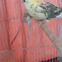 طوطی آوازه خوان|پرنده|اسفراین, |دیوار