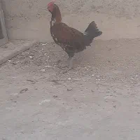 خروس لاری مینیاتوری|حیوانات مزرعه|قم, انصارالحسین|دیوار