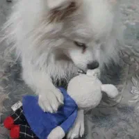 پامر|سگ|شاهین‌شهر, خبرنگار|دیوار