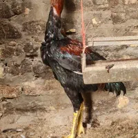 خروس لاری ۶ ماهه