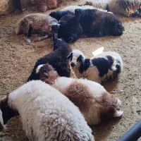 بره زنده|حیوانات مزرعه|خمینی‌شهر, |دیوار