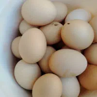 تخم مرغ محلی