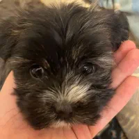 سگ شیتزو ماده