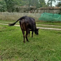 گاو جوان و ۸ماه حامله|حیوانات مزرعه|رشت, بازار|دیوار