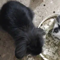 خرگوش لپ|موش و خرگوش|اردبیل, |دیوار