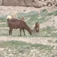 بز با بزغاله نر