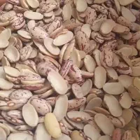 لوبیا چیتی شکسته