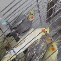 عروس هلندی جفت و جوجه هاش