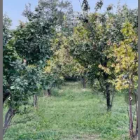 زمین باغ در روستای با صفای تار جاده کشه