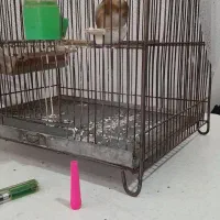 سر دو ساله مستم است