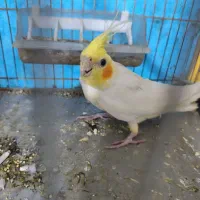 ی جفت عروس هلندی