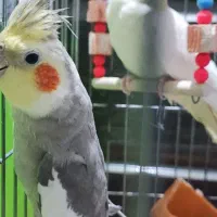 فروش ۴ عروس هلندی نیمه دستی و سرحال ارزان|پرنده|اهواز, کوی شهروند|دیوار