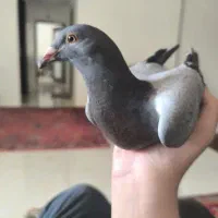 دو تا کبوتر پلاکی مسافتی قیمت توافقی