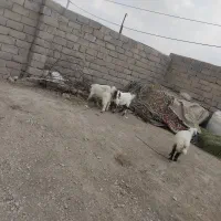 فروش 3 کسفند چاق