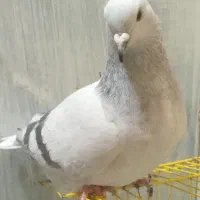 دم سفید سبزکلاغ دمسفید|پرنده|کرمان, |دیوار