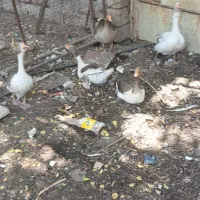 قاز بزرگ بالغ