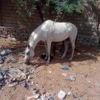 اسب مادیان ارام|اسب و تجهیزات اسب‌سواری|قشم, |دیوار