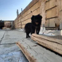 سگ پاکوتاه خانگی|سگ|تاکستان, |دیوار