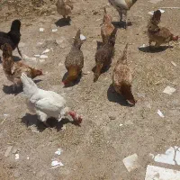 مرغ کردی