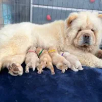 سگ توله چاوچاو . چاو چاو 65 روز سفید کرم نباتی