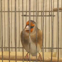 سهره روانی|پرنده|قرچک, زیبا شهر|دیوار