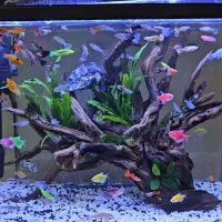 اکواریوم شیشه خم