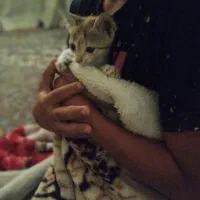 گربه دوماهه