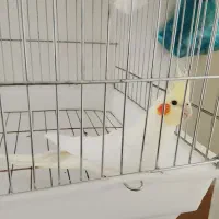 جفت عروس هلندی بالغ|پرنده|گلپایگان, |دیوار