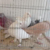 گرفتنی|پرنده|قم, انسجام|دیوار