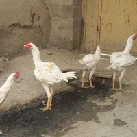 مرغ لاری اصل