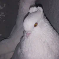 کبوتر کاکولی سفید|پرنده|خمینی‌شهر, |دیوار