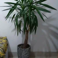 گل یوکا شاداب سرزنده