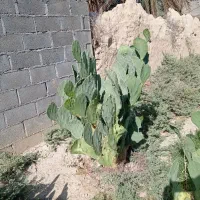 کاکتوس آپونتیا میوه ده|گل و گیاه طبیعی|گله دار, |دیوار