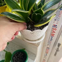 قرص کود|گل و گیاه طبیعی|مشگین شهر, |دیوار