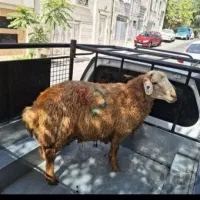 گوسفند نر زنده پرندفاز ۶