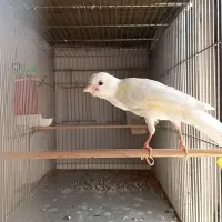 قناری نر دوتا ماده معاوضه با گلدین