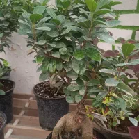 انواع گلهای آپارتمانی|گل و گیاه طبیعی|ابهر, |دیوار