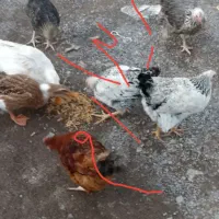 فرش مرغ جوان دم تخم