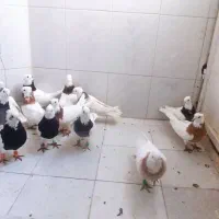 طوقی کاکلی|پرنده|مشهد, شهرک ابوذر|دیوار