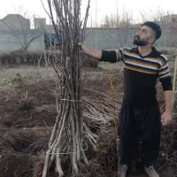 فروش و ارسال انواع نهال های اصلاح شده و پیوندی