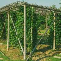 نصب تالار انگور آلاچیق ثبات با چوب