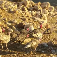 ۶عدد قلمون ماده ۲عددنر|حیوانات مزرعه|اندیمشک, |دیوار