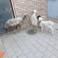 دو عدد شیشک میش در اول با بره