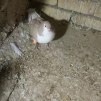 گرفتنی پرشی