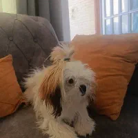 شیتزو سوپرفلت دختر