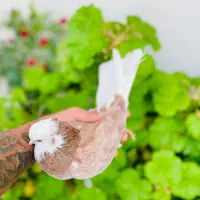 کفتر شازده زرد و هما ماده|پرنده|گرگان, |دیوار