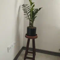 گیاه زاموفییا