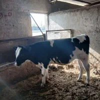 گوساله نر|حیوانات مزرعه|مشهد, خرم آباد|دیوار