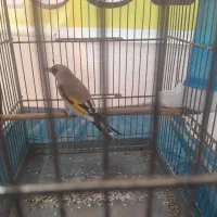 سره دورگ|پرنده|تهران, کیانشهر|دیوار